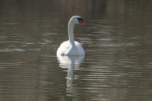 einer stumm Schwan Schwimmen auf ein reflektieren See Cygnus olor foto