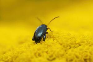 Floh Käfer sitzt auf ein Gelb Blume und Sonnenbäder foto