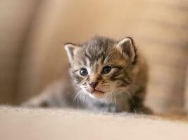 einer jung inländisch gestreift Katze felis catus sieht aus süß foto