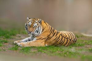 einer groß gestreift Tiger Panthera Tigris Lügen entspannt und genießt das Sonne foto