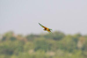 einer bunt Bienenesser merops Apiaster fliegt durch das Luft Jagd zum Insekten foto