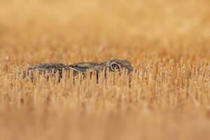 einer europäisch Hase Lepus europaeus versteckt auf ein geerntet Stoppel Feld foto