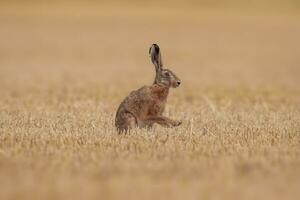 einer europäisch Hase Lepus europaeus sitzt auf ein geerntet Stoppel Feld foto