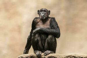 einer Erwachsene Schimpanse sitzt entspannt im ein Baum foto
