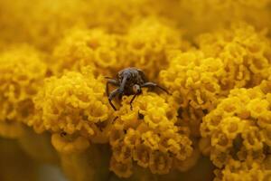 einer Rüsselkäfer sitzt auf ein Gelb Blume und Sonnenbäder foto