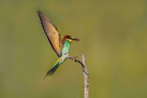 einer bunt Bienenesser merops Apiaster Landung auf ein Ast foto