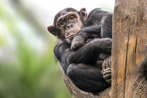 einer Erwachsene Schimpanse sitzt entspannt im ein Baum foto