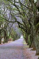 Palisander Bäume voll im blühen Linie das Straße foto