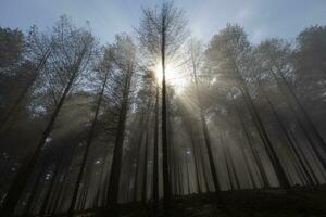 Strahlen von Sonnenlicht durch das Nebel früh Morgen im das Wald foto