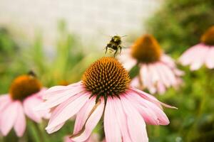 schön Gänseblümchen wachsend im das Garten. Gartenarbeit Konzept, Nahansicht. das Blume ist bestäubt durch ein Hummel. foto