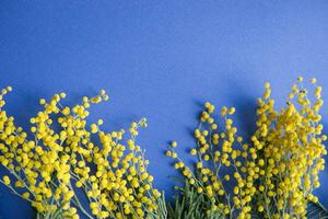 Frühling Konzert. Mimose auf ein Blau Hintergrund. Mimose Nahansicht. glücklich Frühling. foto