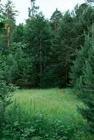 üppig Grün Wiese im ein dicht Nadelbaum Wald. sibirisch Taiga. Ruhe und Abgeschiedenheit im lokal Tourismus foto