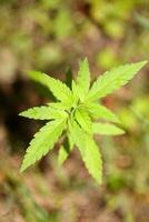 Baby Cannabis Pflanze das vegetativ Bühne von Marihuana wachsend Sämling Makro auf Natur Grün Hintergrund zum das Produktion wesentlich cbd Öl im medizinisch Vorbereitungen groß Größe hoch Qualität drucken foto