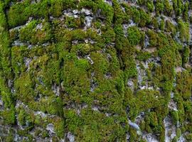 Ziegel Mauer mit Flechten. Hintergrund Textur foto