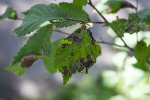 krank Geißblatt Blatt Nahansicht. braun braun Flecken auf ein Grün Blatt. Gartenarbeit. Garten Pest Kontrolle. foto