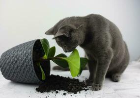 das Haus Katze fallen gelassen das Blume Topf und sieht aus schuldig. das Konzept von Beschädigung von Haustiere foto