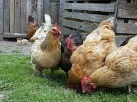 Landwirtschaft Haus halten. Tier Bauernhof. Hähnchen foto