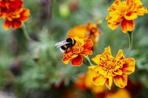 groß Hummel auf ein Orange Blume Tagetes, Nahansicht. Hummel auf ein Ringelblume Blume auf ein Grün verschwommen Hintergrund. Makro Foto Insekt. behaart Hummel sammelt Nektar von Ringelblume Blumen