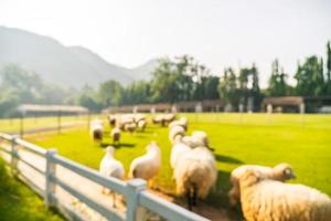 abstrakter Unschärfepark mit grüner Wiese foto