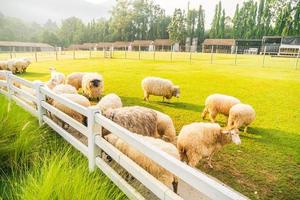 Schafe auf grünem Gras foto