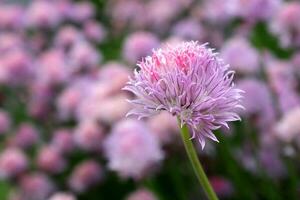 flauschige Rosa rosig Traum Blume im Colorado Berge foto