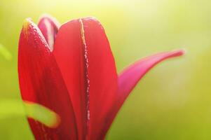 rot Blume im Fokus auf Grün verschwommen Hintergrund. ein Blume auf ein sonnig Tag. foto