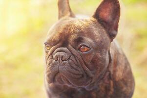 Französisch Bulldogge Hund Rasse Profil. Tier, Haustier. foto