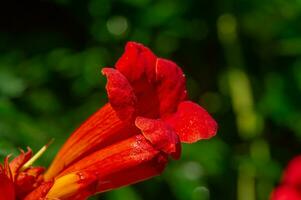 Tecoma Blume. campsis Makro Foto. Tropfen von Wasser nach Regen. foto