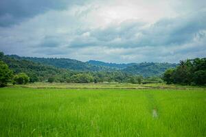 schön Szene von ein Grün Reis Feld Landschaft im ein bedeckt, wolkig Region von Thailand. Müsli Ernte Umfeld. foto