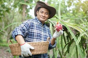 gut aussehend asiatisch Mann Gärtner, halt Korb und Picks Drachen Obst im Garten. Konzept, Landwirtschaft Beruf. thailändisch Farmer wachsen organisch Früchte zum Essen, Teilen oder Verkauf im Gemeinschaft. lokal Lebensstil foto