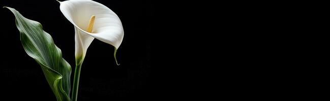 Calla Blume auf schwarz Hintergrund mit Kopieren Raum foto