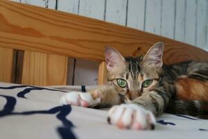 Nahaufnahme eines niedlichen Tabby-Kätzchens, das auf Blue Jeans-Hintergrund schläft, Vintage-Filter. Babykatze schläft. Haustier. junge Kätzchen. süße lustige katzen zu hause. foto