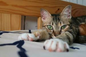 dreifarbig Katze Schlafen friedlich genießen Katze Nickerchen. Porträt von ein Schlafen gestreift jung Katze auf ein Bett. das Katze ist ruhen foto