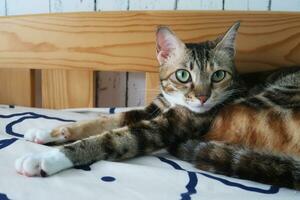 dreifarbig Katze Schlafen friedlich genießen Katze Nickerchen. Porträt von ein Schlafen gestreift jung Katze auf ein Bett. das Katze ist ruhen foto