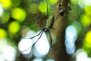 Grün Spinnennetz Nahansicht Makro von zart Spinne im Tierwelt foto