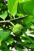 Puddingapfel auf dem Baum foto