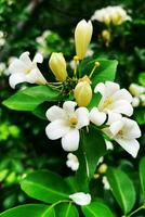 Blühen Weiß Blumen mit Geäst mit verschwommen Hintergrund. foto