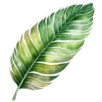 Grün Aquarell Palme Blatt isoliert foto