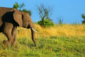 afrikanischer Elefant in freier Wildbahn foto