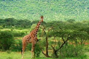 Giraffe in freier Wildbahn foto
