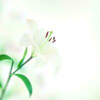 schöne Lilienblume foto