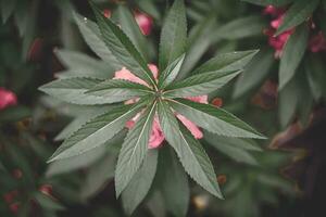 Baum Spitzen mit Rosa Blumen auf das Seiten foto