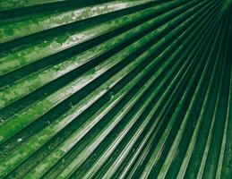 Grün Palme Blatt Muster mit Wasser Tröpfchen natürlich hell Hintergrund Hintergrund Design Vorlage Hintergrund foto