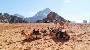 mit Kamel Wohnwagen durch das Wüsten von Wadi Rum, Jordan foto