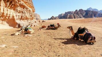 mit Kamel Wohnwagen durch das Wüsten von Wadi Rum, Jordan foto