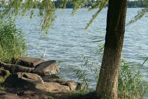 Weide und das Vogel auf das Seite von das See. foto