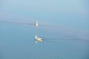 Vögel im das sauber See, natürlich Landschaft. foto