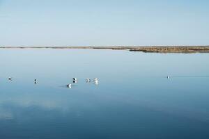 Vögel im das sauber See, natürlich Landschaft. foto