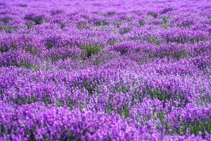 Lavendel Herrenhaus auf ein sonnig Tag. foto