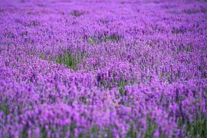 Lavendel Herrenhaus auf ein sonnig Tag. foto